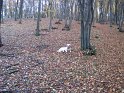 Toamna 2009 011
